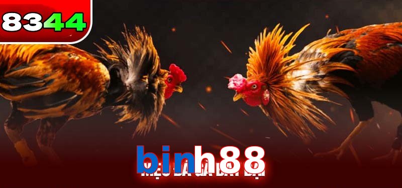 Đá gà binh88 có sức hấp dẫn