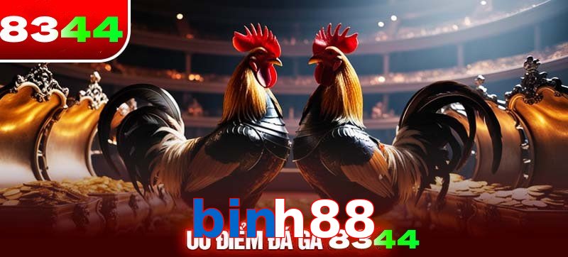 Thể loại đá gà binh88 được ưa chuộng 